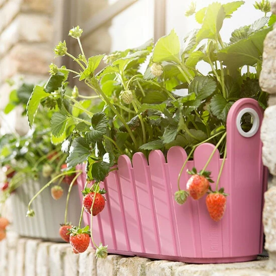 Blitzangebot 😍 Emsa LANDHAUS Jardinière 39 X 15 Cm Gelb 👏 3 Blitzangebot 😍 Emsa LANDHAUS Jardinière 39 X 15 Cm Gelb 👏 – Bild 3